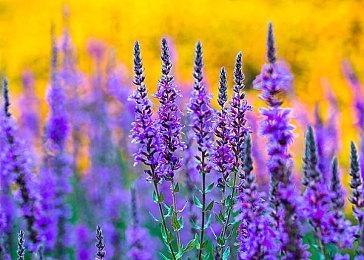 RTS新作《风暴崛起》上市日期公布 明年4月发售